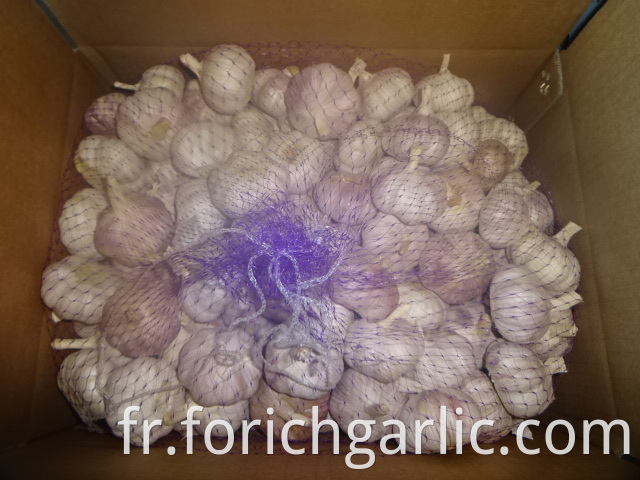 Export Normal Garlic